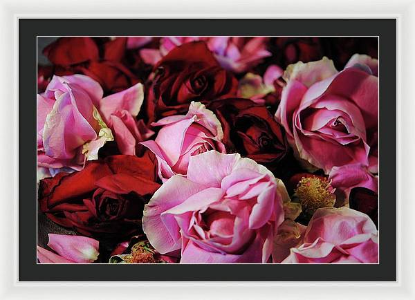 Pink and Red Roseheads - Framed Print