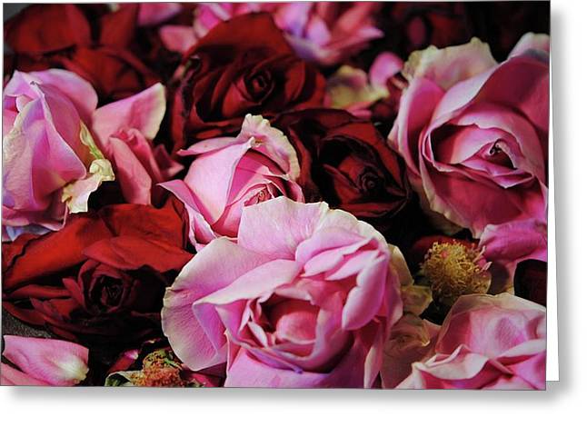 Pink and Red Roseheads - Greeting Card