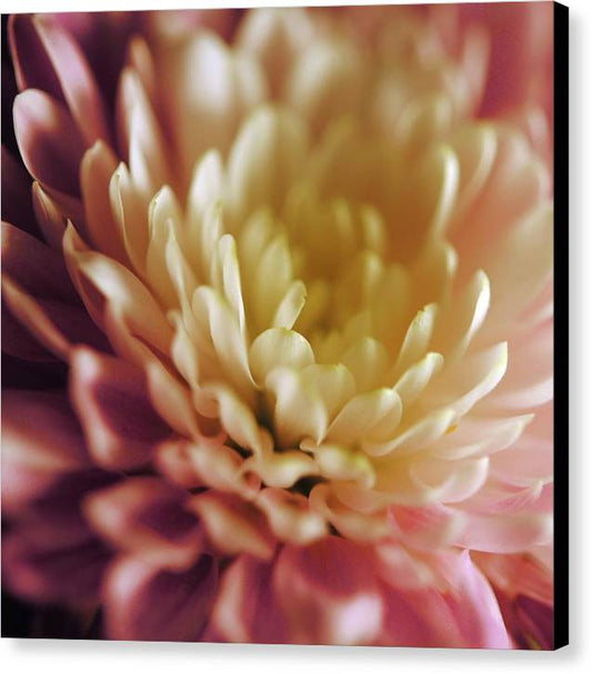 Pink and White Flower - Canvas Print