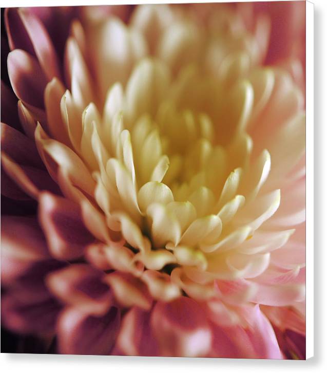 Pink and White Flower - Canvas Print