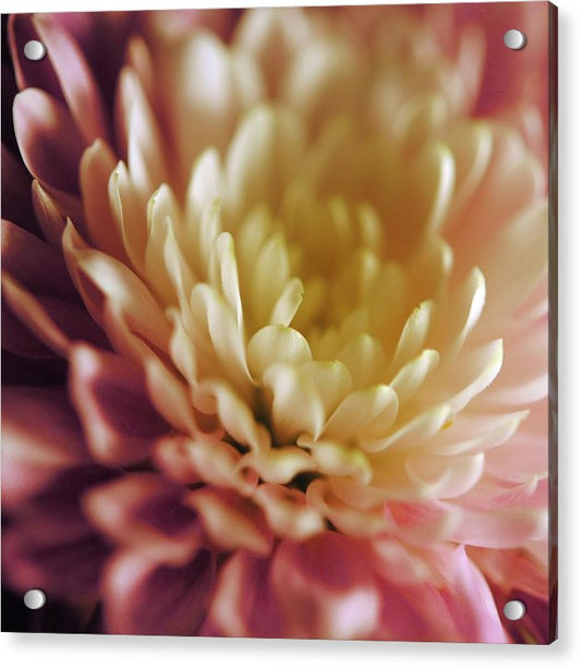 Pink and White Flower - Acrylic Print