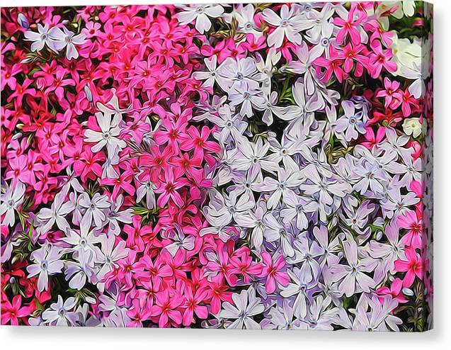 Pink and White Phlox - Canvas Print