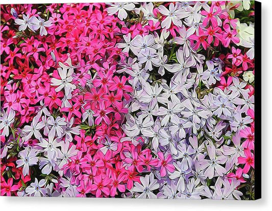 Pink and White Phlox - Canvas Print