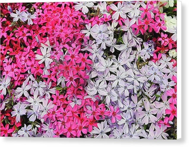 Pink and White Phlox - Canvas Print