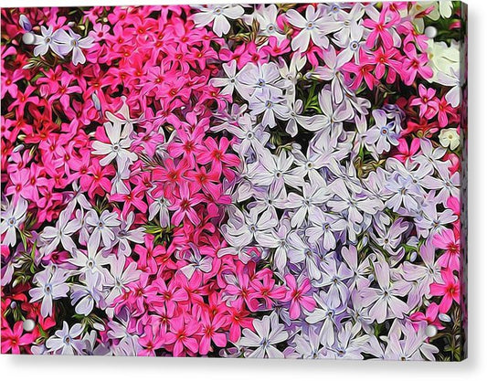 Pink and White Phlox - Acrylic Print