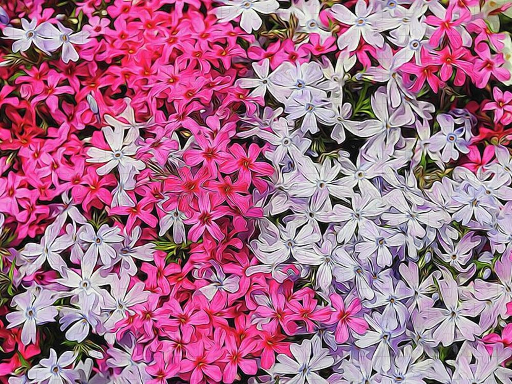 Pink and White Phlox - Puzzle