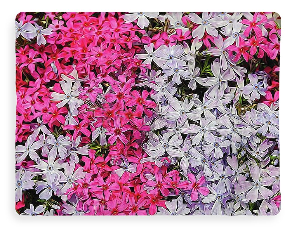 Pink and White Phlox - Blanket