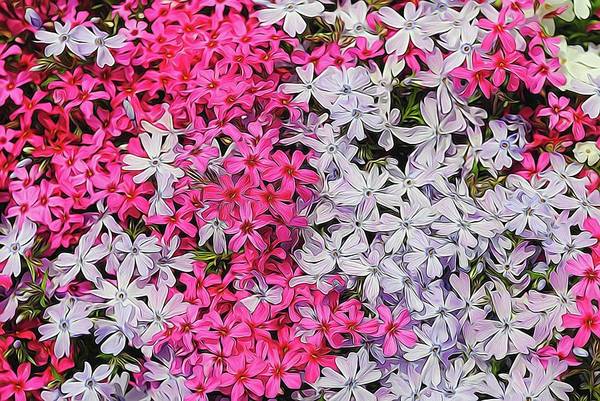 Pink and White Phlox - Art Print