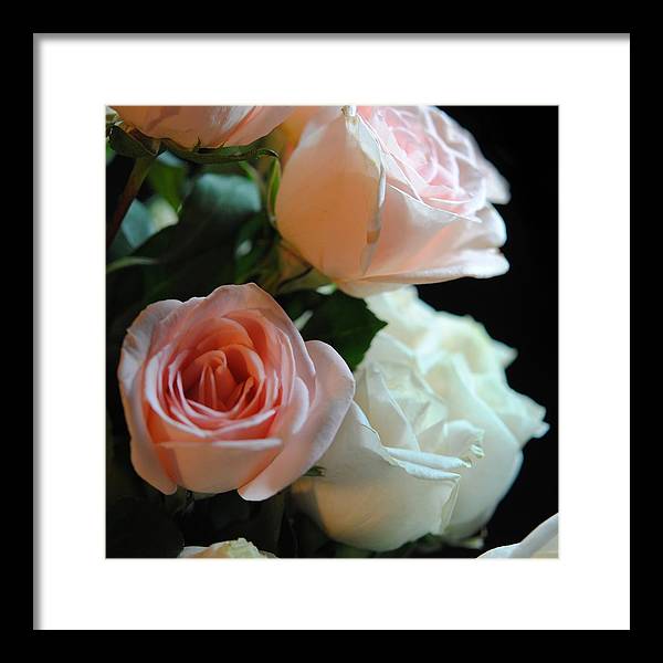 Pink and White Roses Bouquet - Framed Print