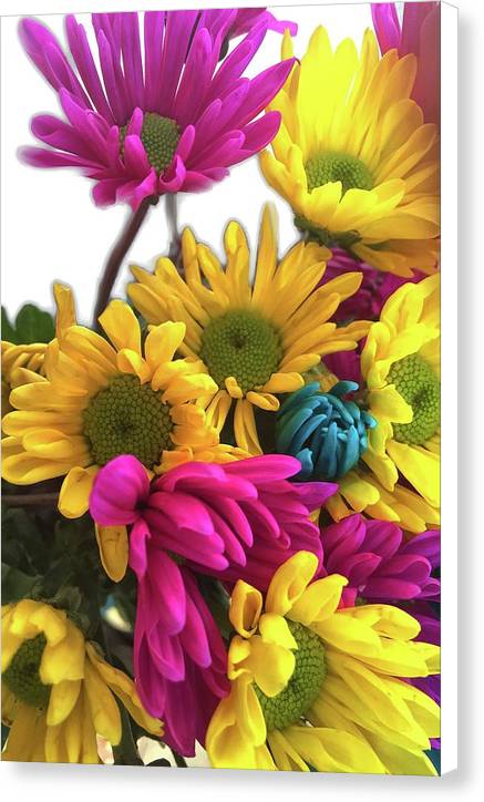 Pink and Yellow Daisies - Canvas Print