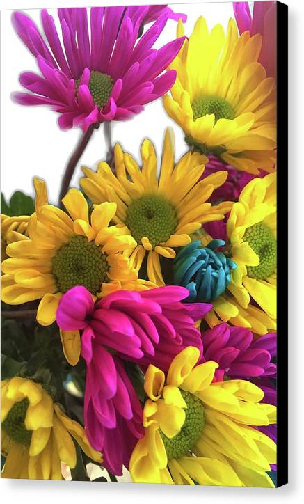 Pink and Yellow Daisies - Canvas Print