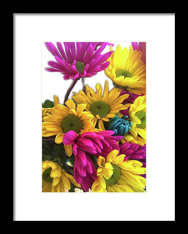 Pink and Yellow Daisies - Framed Print