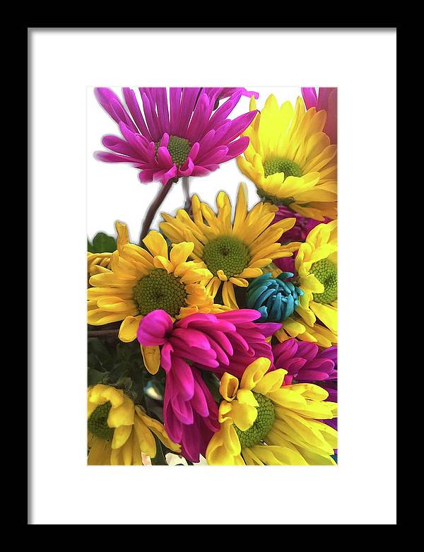 Pink and Yellow Daisies - Framed Print
