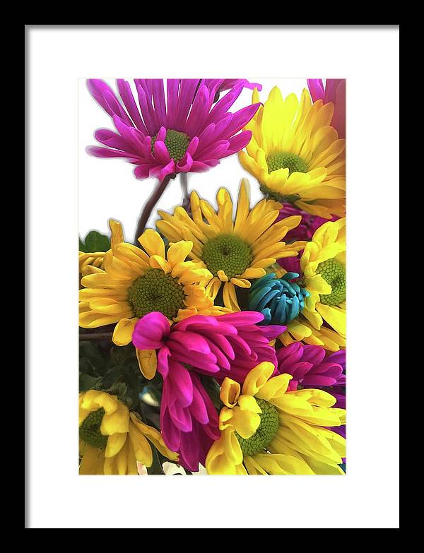 Pink and Yellow Daisies - Framed Print