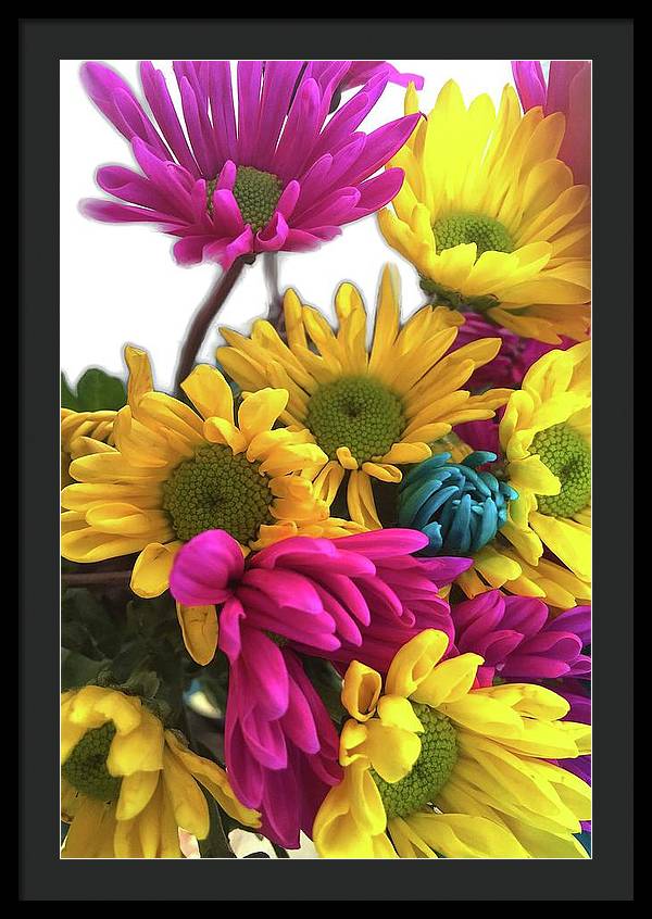 Pink and Yellow Daisies - Framed Print