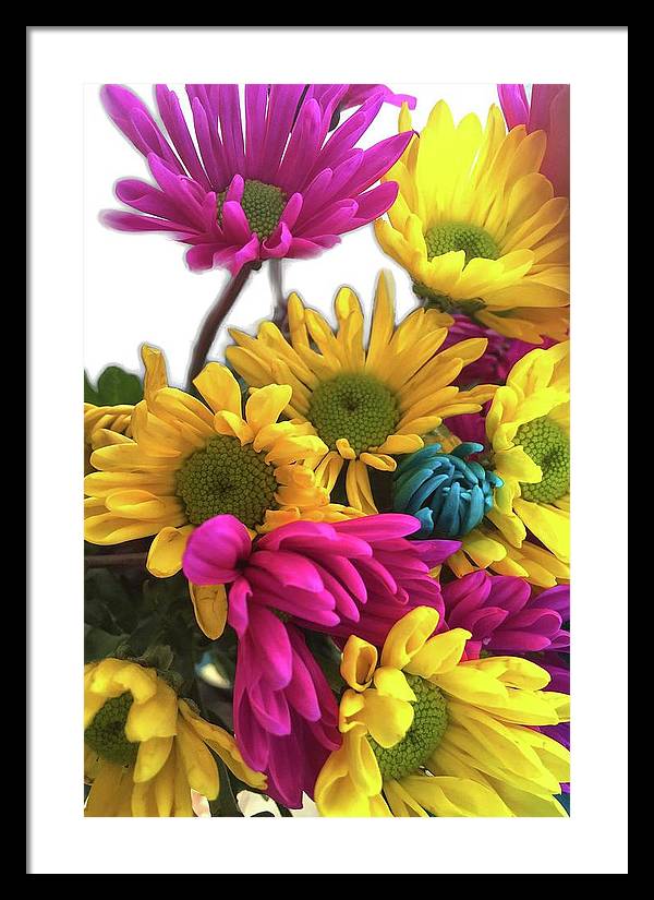 Pink and Yellow Daisies - Framed Print
