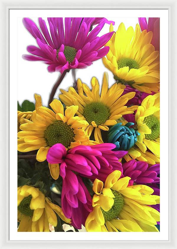 Pink and Yellow Daisies - Framed Print