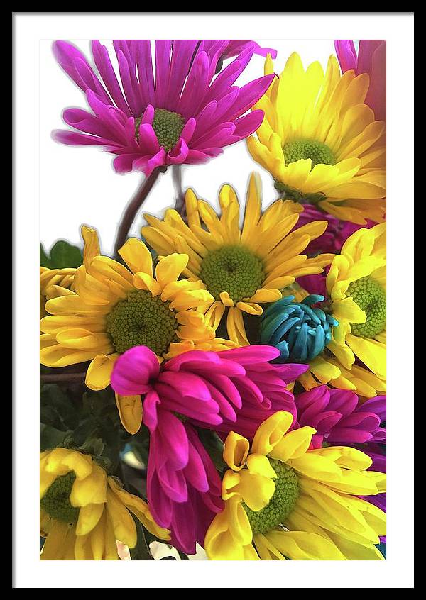 Pink and Yellow Daisies - Framed Print