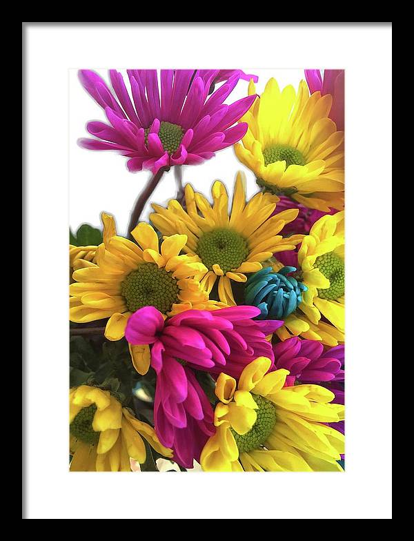 Pink and Yellow Daisies - Framed Print