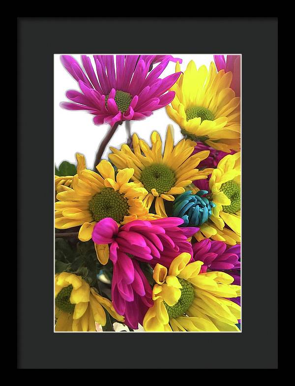 Pink and Yellow Daisies - Framed Print