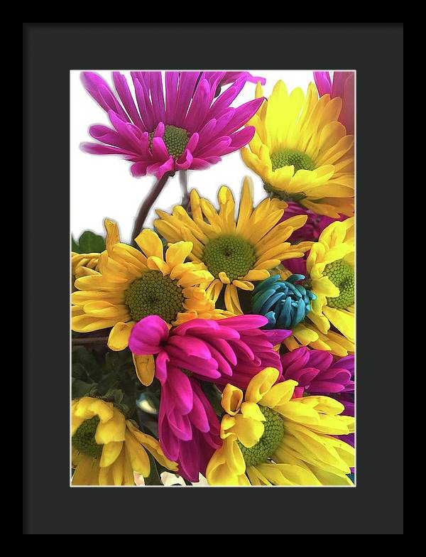 Pink and Yellow Daisies - Framed Print