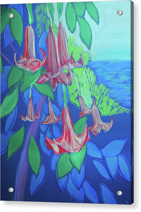 Pink Angels Trumpet Flowers Pastel - Acrylic Print