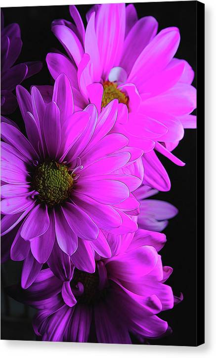 Pink Daisies - Canvas Print