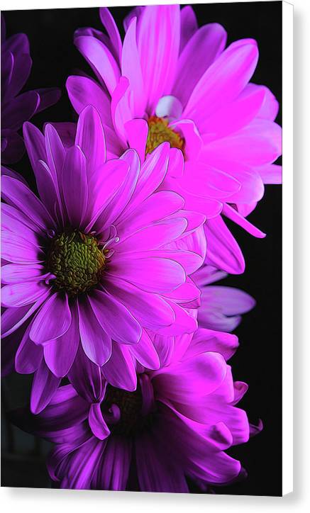 Pink Daisies - Canvas Print