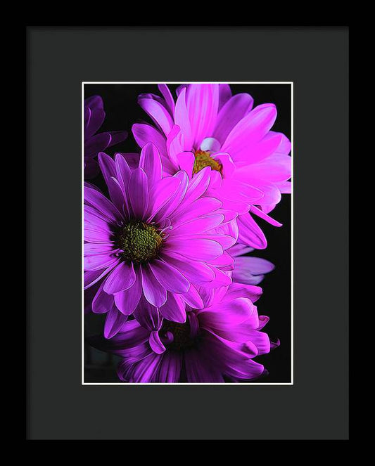 Pink Daisies - Framed Print
