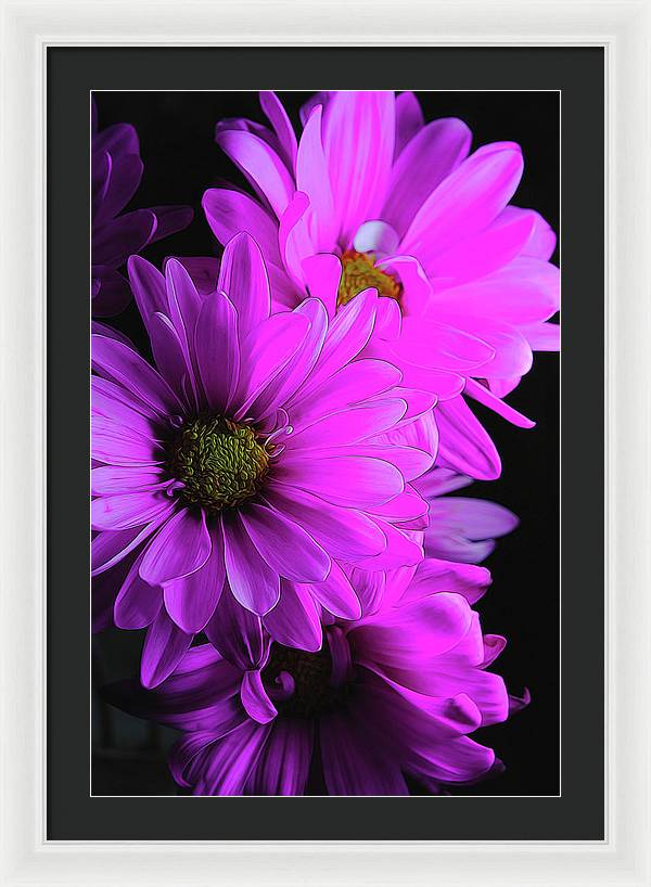 Pink Daisies - Framed Print
