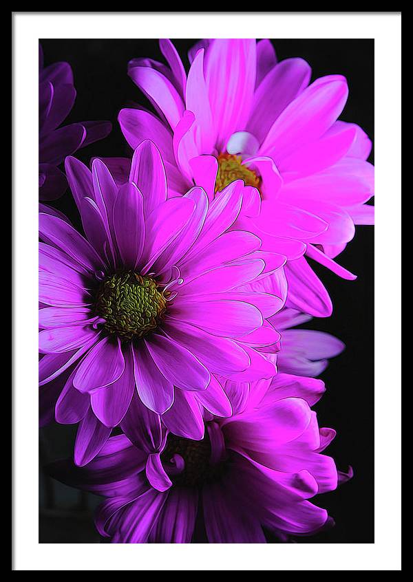 Pink Daisies - Framed Print