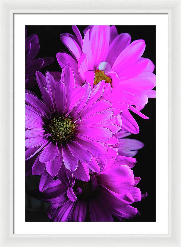 Pink Daisies - Framed Print