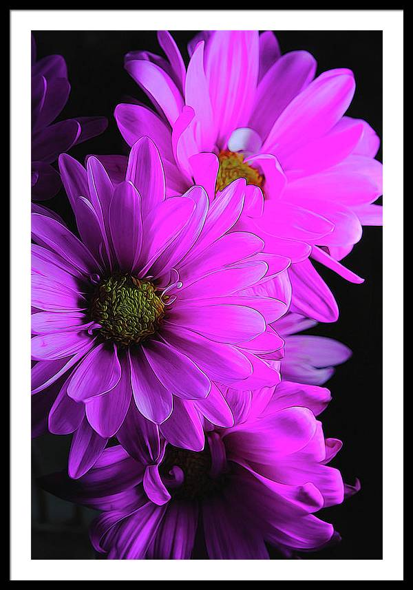 Pink Daisies - Framed Print