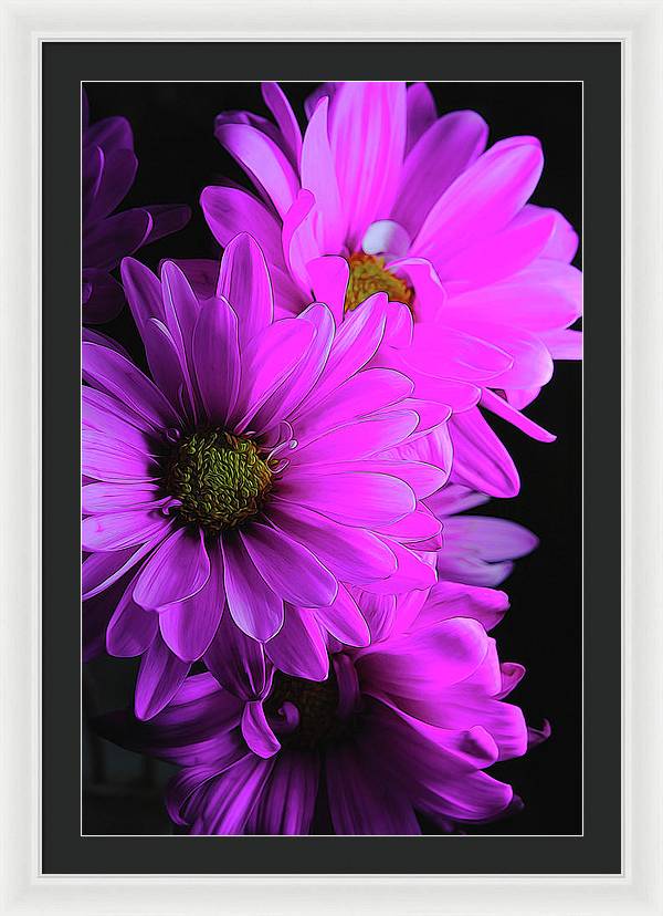 Pink Daisies - Framed Print