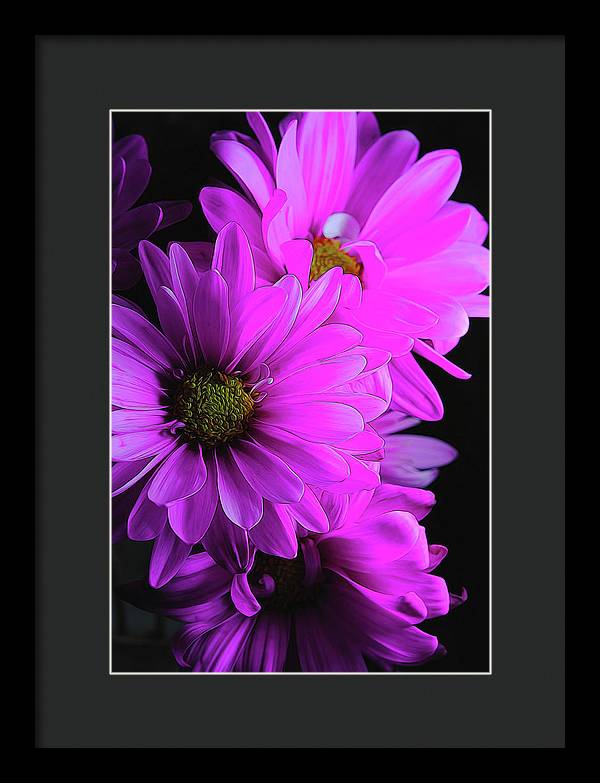 Pink Daisies - Framed Print