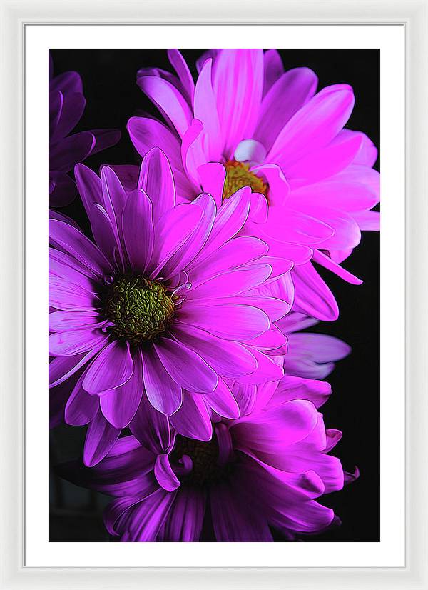 Pink Daisies - Framed Print