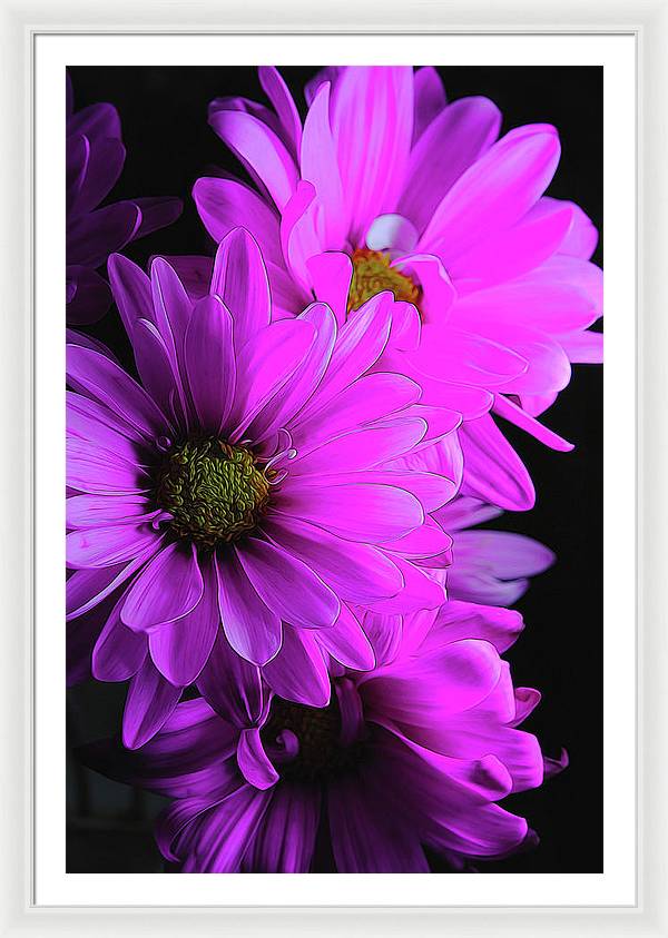 Pink Daisies - Framed Print