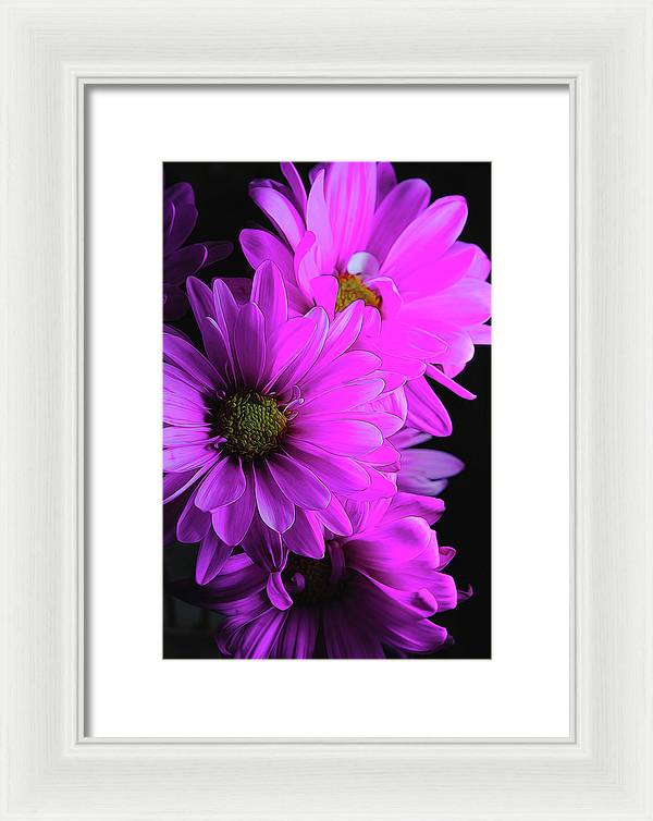 Pink Daisies - Framed Print