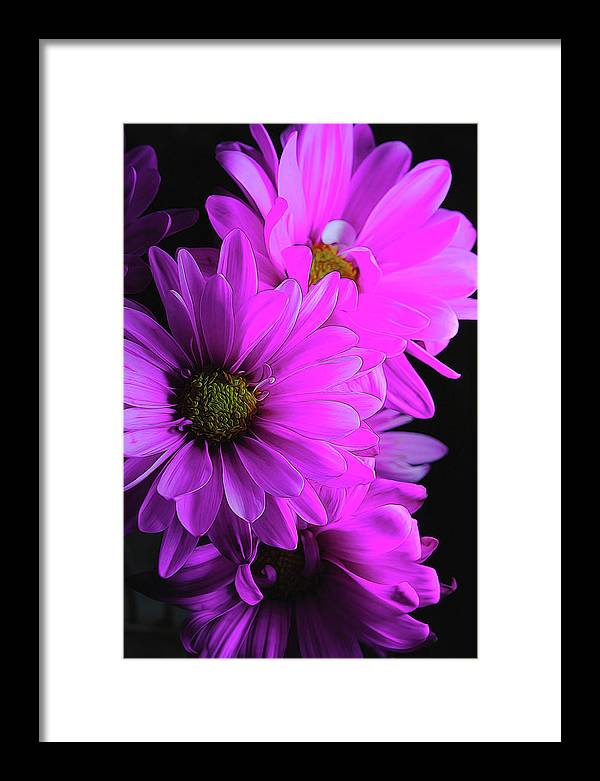 Pink Daisies - Framed Print