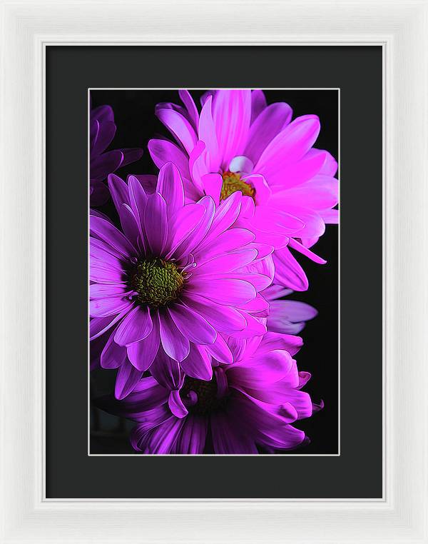 Pink Daisies - Framed Print