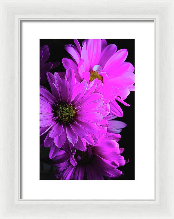 Pink Daisies - Framed Print