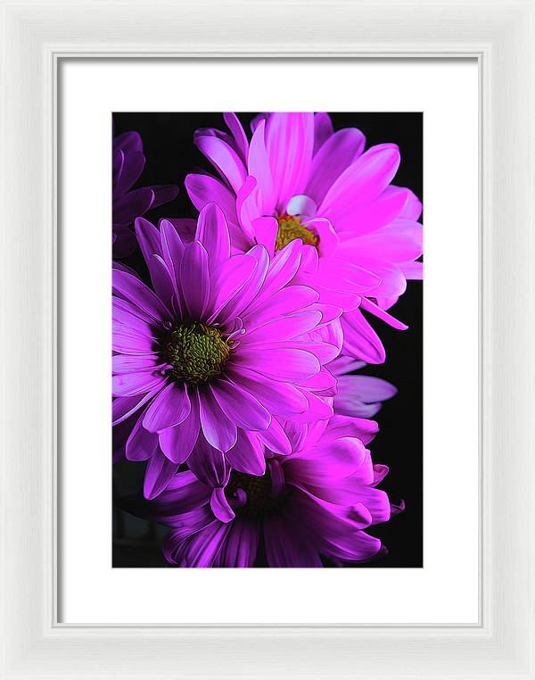 Pink Daisies - Framed Print