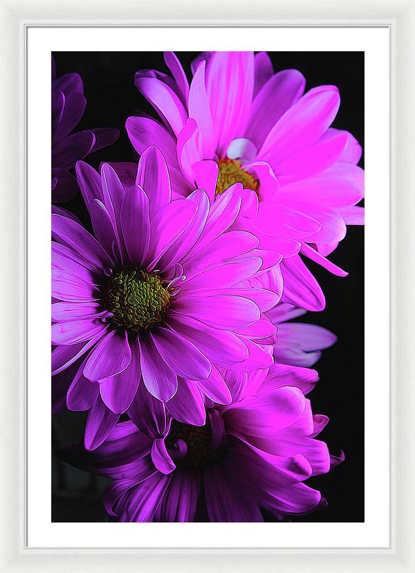 Pink Daisies - Framed Print