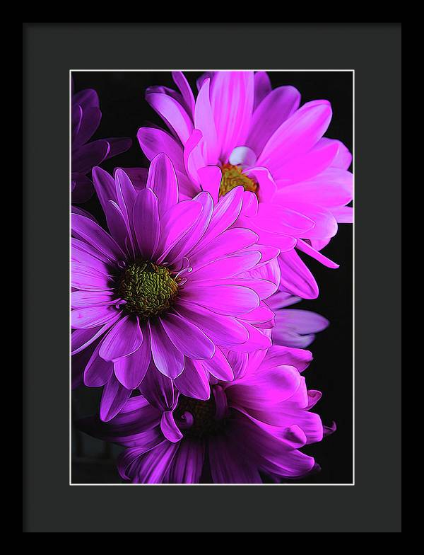 Pink Daisies - Framed Print