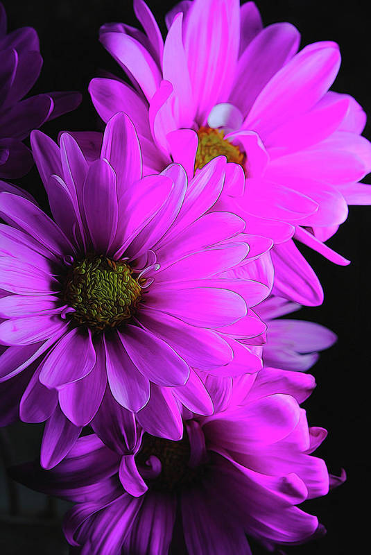 Pink Daisies - Art Print