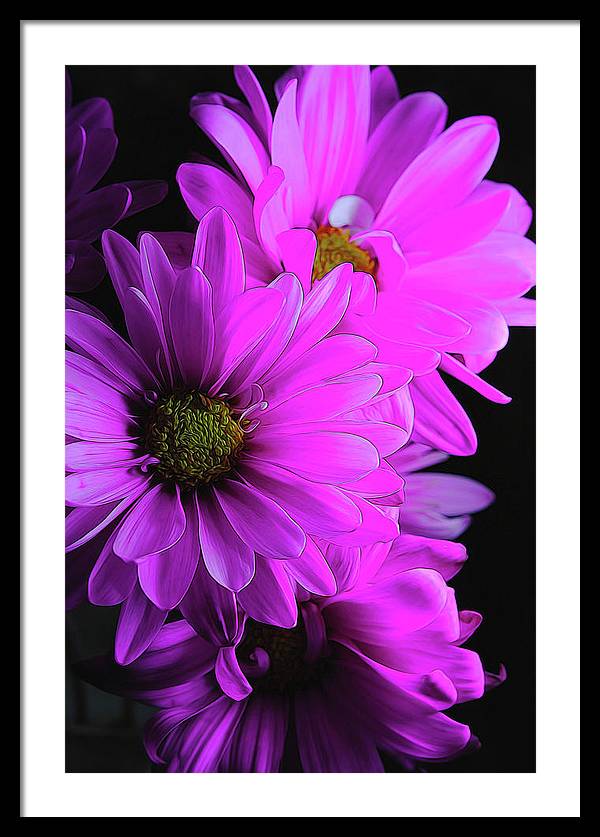 Pink Daisies - Framed Print