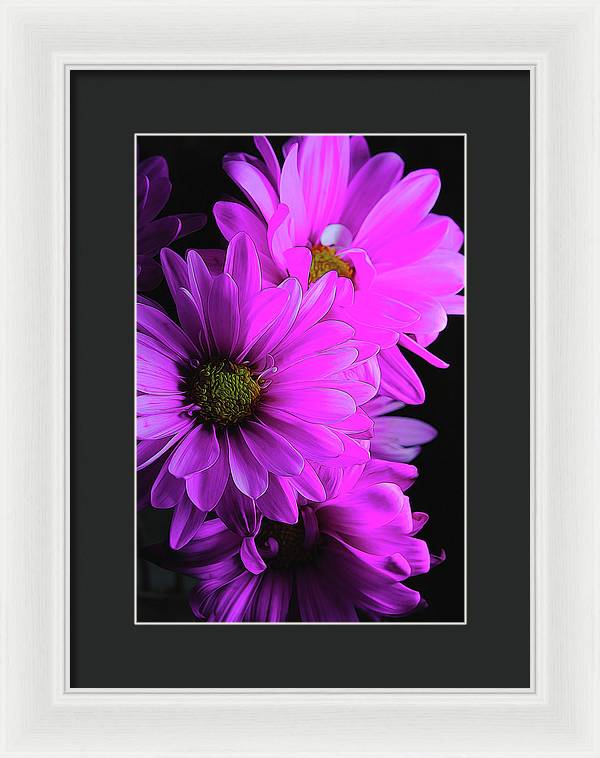 Pink Daisies - Framed Print