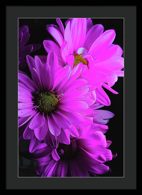 Pink Daisies - Framed Print