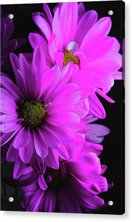 Pink Daisies - Acrylic Print