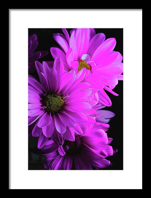 Pink Daisies - Framed Print